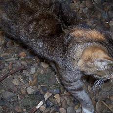 Blanding af racer Tiger