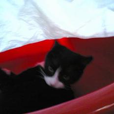 Blanding af racer Mille