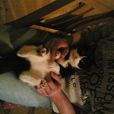 Blanding af racer Mille