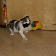 Blanding af racer Taco