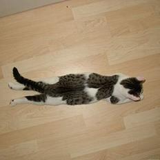 Blanding af racer Taco