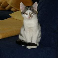 Blanding af racer Taco