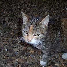 Blanding af racer Tiger