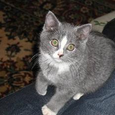 Blanding af racer Chilla