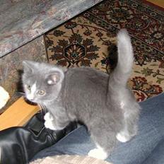 Blanding af racer Chilla