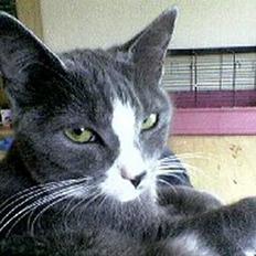 Blanding af racer Chilla