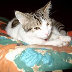 Blanding af racer Fritz