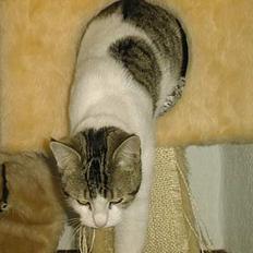 Blanding af racer Fritz