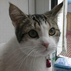 Blanding af racer Fritz