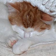 Blanding af racer Luffe (død :'( ..... )