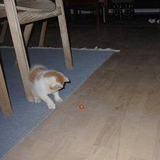 Blanding af racer Luffe (død :'( ..... )