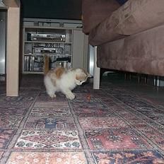 Blanding af racer Luffe (død :'( ..... )