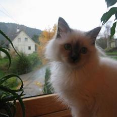 Hellig Birma Fabulous Lizzy