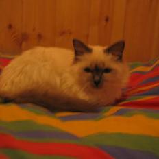 Hellig Birma Fabulous Lizzy