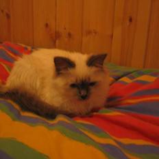 Hellig Birma Fabulous Lizzy