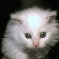 Blanding af racer Snowball