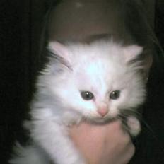 Blanding af racer Snowball