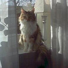 Blanding af racer Shiva - Væk siden 4/7-10