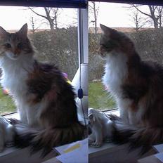 Blanding af racer Shiva - Væk siden 4/7-10