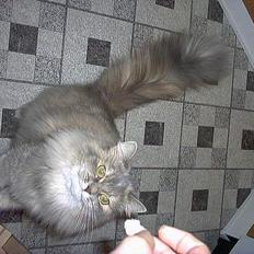 Blanding af racer Rollo