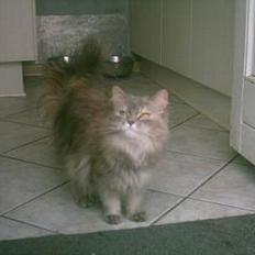 Blanding af racer Rollo