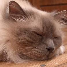 Hellig Birma Bastian aka Basse