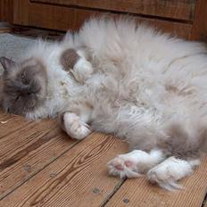 Hellig Birma Bastian aka Basse