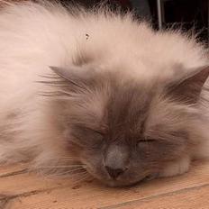 Hellig Birma Bastian aka Basse