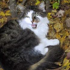 Blanding af racer Filur