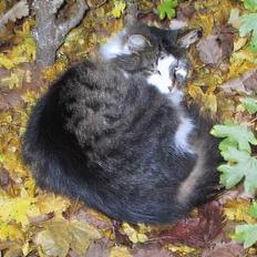 Blanding af racer Filur