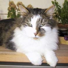 Blanding af racer Filur