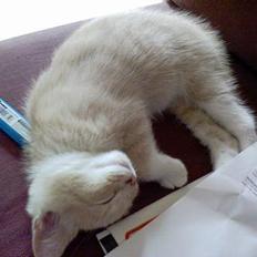 Blanding af racer Pjevs