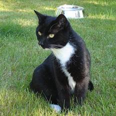 Blanding af racer Sille