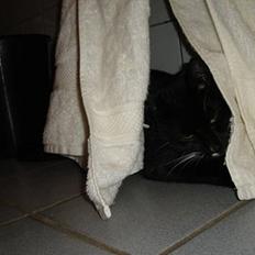 Blanding af racer Sille