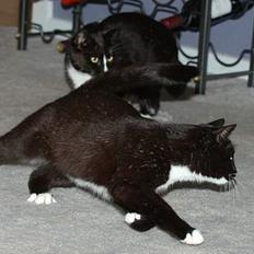 Blanding af racer Sille