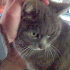 Blanding af racer Sille, *DØD 3/4 -06*