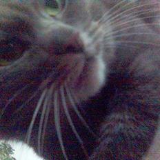 Blanding af racer Sille, *DØD 3/4 -06*