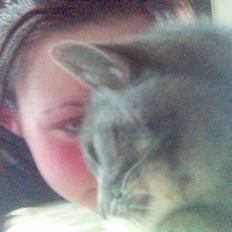 Blanding af racer Sille, *DØD 3/4 -06*