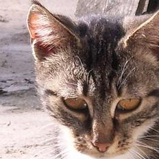 Huskat Bampo **R.I.P.**