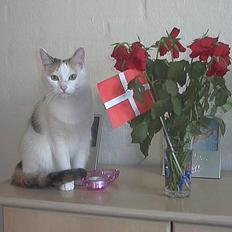 Blanding af racer Mille - Aflivet 7/9-10