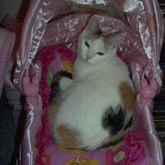 Blanding af racer Mille - Aflivet 7/9-10