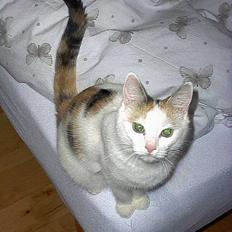 Blanding af racer Mille - Aflivet 7/9-10