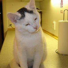 Blanding af racer Pjevs