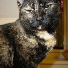 Blanding af racer Pjuske