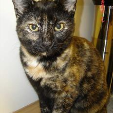 Blanding af racer Pjuske