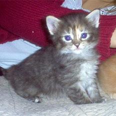 Norsk Skovkat Gia Maria