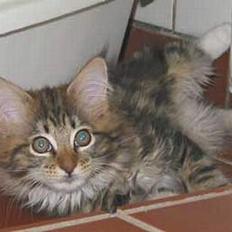 Maine Coon aviajas billie jean