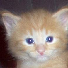 Norsk Skovkat Gerard Butler