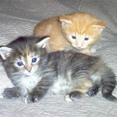 Norsk Skovkat Gerard Butler