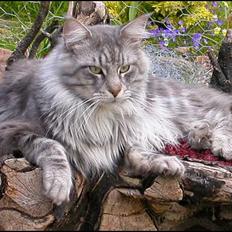 Maine Coon Seattle
